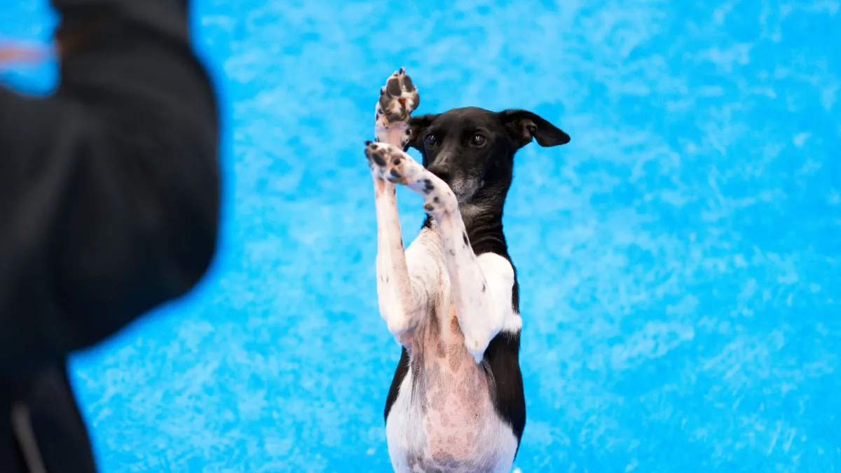 Chien noir et blanc debout sur ses pattes arrière devant son entraîneur, fond bleu